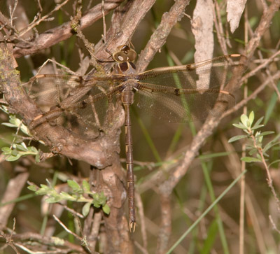 Telephlebia godeffroyi